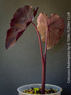 Alocasia Redemption, organically grown tropical plants for sale at TOMs FLOWer CLUB.