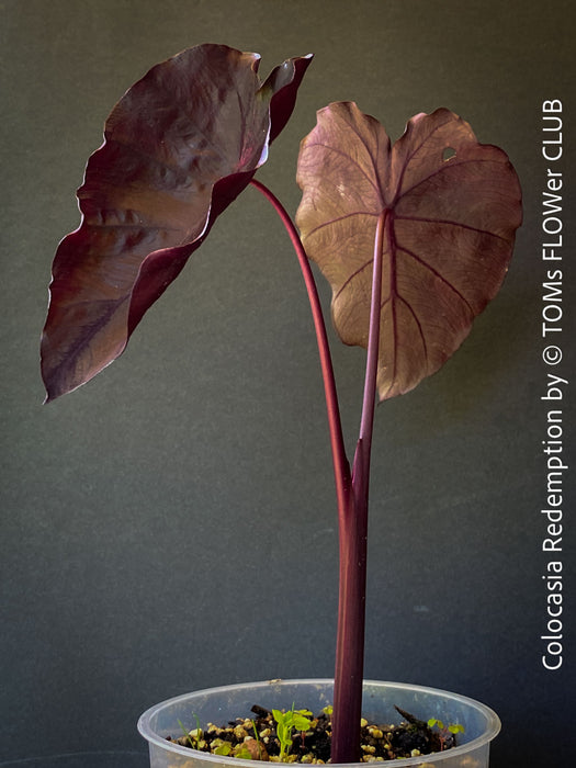 Alocasia Redemption, organically grown tropical plants for sale at TOMs FLOWer CLUB.