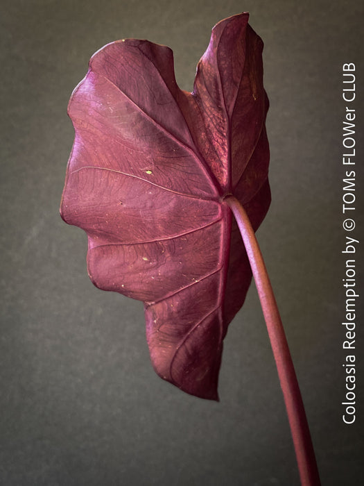 Alocasia Redemption, organically grown tropical plants for sale at TOMs FLOWer CLUB.