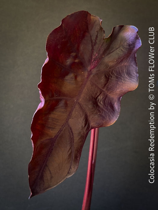 Alocasia Redemption, organically grown tropical plants for sale at TOMs FLOWer CLUB.