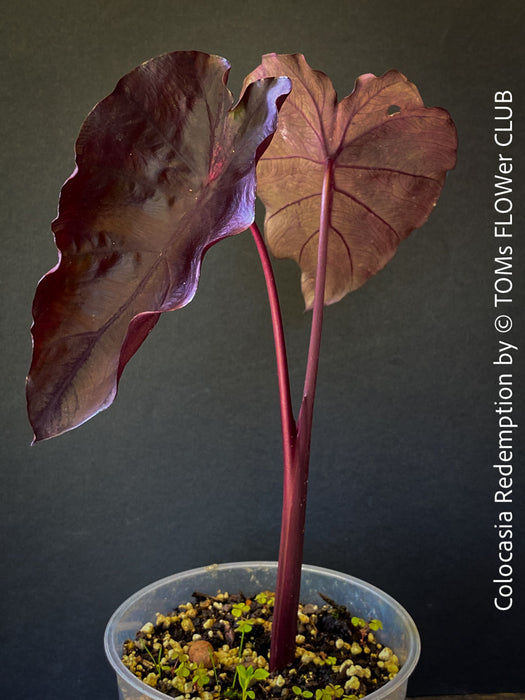 Alocasia Redemption, organically grown tropical plants for sale at TOMs FLOWer CLUB.