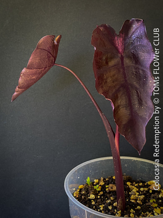 Alocasia Redemption, organically grown tropical plants for sale at TOMs FLOWer CLUB.