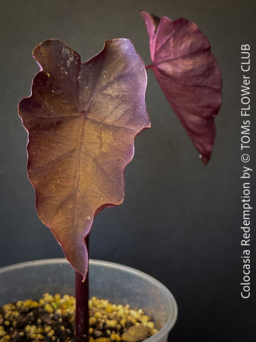 Alocasia Redemption, organically grown tropical plants for sale at TOMs FLOWer CLUB.
