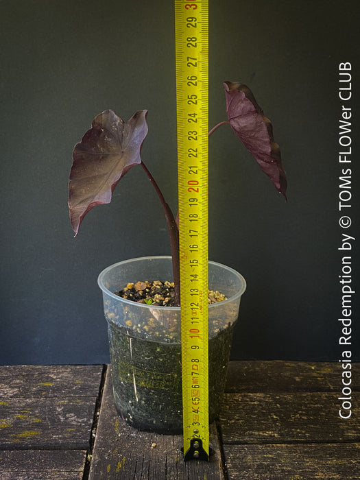 Alocasia Redemption, organically grown tropical plants for sale at TOMs FLOWer CLUB.