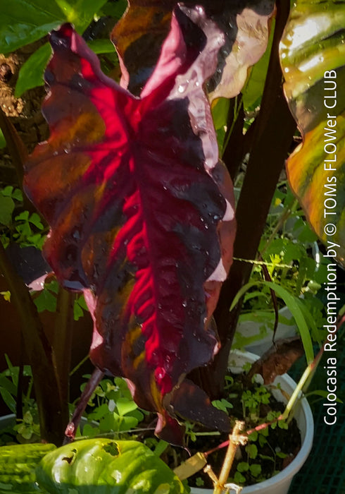 Alocasia Redemption, organically grown tropical plants for sale at TOMs FLOWer CLUB.
