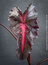 Alocasia Redemption, organically grown tropical plants for sale at TOMs FLOWer CLUB.