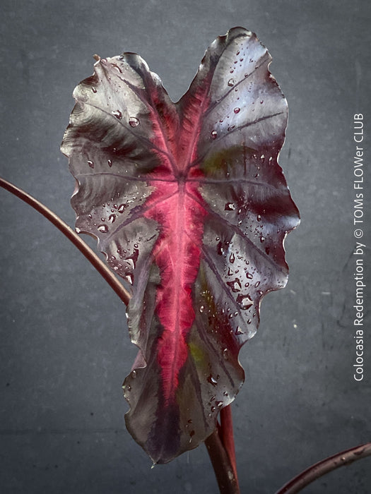 Alocasia Redemption, organically grown tropical plants for sale at TOMs FLOWer CLUB.