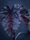 Alocasia Redemption, organically grown tropical plants for sale at TOMs FLOWer CLUB.