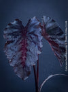 Alocasia Redemption, organically grown tropical plants for sale at TOMs FLOWer CLUB.