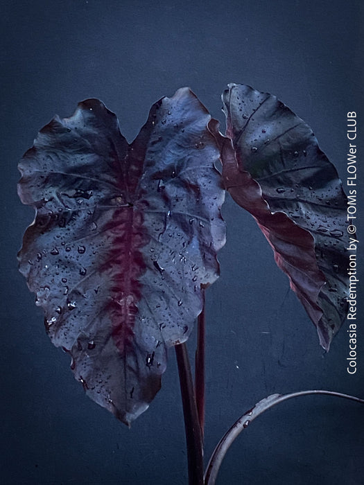 Alocasia Redemption, organically grown tropical plants for sale at TOMs FLOWer CLUB.