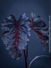 Alocasia Redemption, organically grown tropical plants for sale at TOMs FLOWer CLUB.