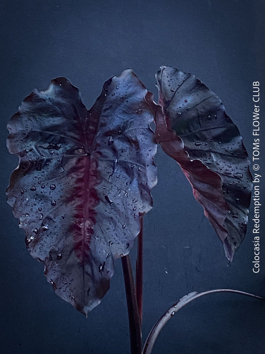 Alocasia Redemption, organically grown tropical plants for sale at TOMs FLOWer CLUB.