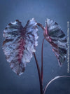 Alocasia Redemption, organically grown tropical plants for sale at TOMs FLOWer CLUB.
