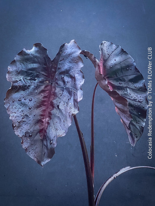 Alocasia Redemption, organically grown tropical plants for sale at TOMs FLOWer CLUB.