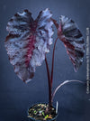 Alocasia Redemption, organically grown tropical plants for sale at TOMs FLOWer CLUB.