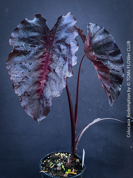 Alocasia Redemption, organically grown tropical plants for sale at TOMs FLOWer CLUB.