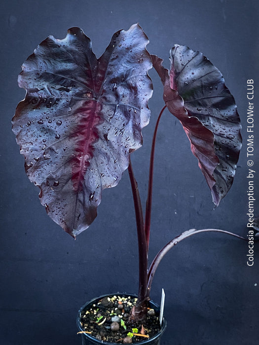 Alocasia Redemption, organically grown tropical plants for sale at TOMs FLOWer CLUB.