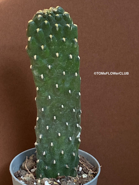 Consolea Rubescens, opuntia, organically grown succulent plants for sale at TOMs FLOWer CLUB.