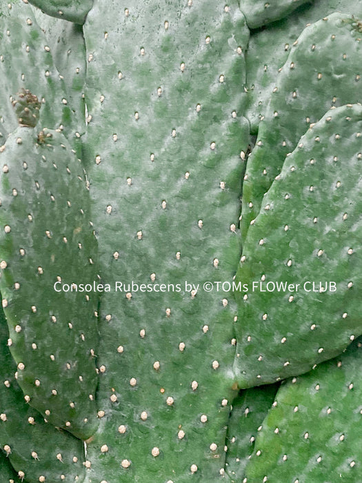Consolea Rubescens, opuntia, organically grown succulent plants for sale at TOMs FLOWer CLUB.