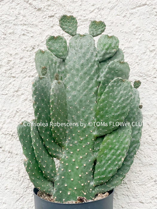 Consolea Rubescens, opuntia, organically grown succulent plants for sale at TOMs FLOWer CLUB.