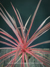 Cordyline Australis Charlie Boy, club lily, magenta leaves, organically grown tropical plants for sale at TOMs FLOWer CLUB.