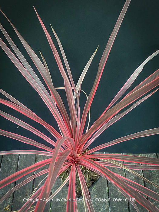 Cordyline Australis Charlie Boy, club lily, magenta leaves, organically grown tropical plants for sale at TOMs FLOWer CLUB.