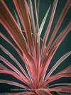 Cordyline Australis Charlie Boy, club lily, magenta leaves, organically grown tropical plants for sale at TOMs FLOWer CLUB.
