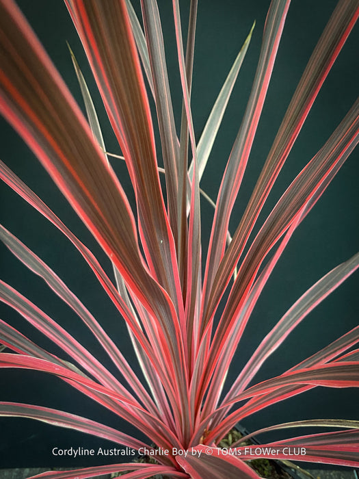Cordyline Australis Charlie Boy, club lily, magenta leaves, organically grown tropical plants for sale at TOMs FLOWer CLUB.