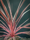 Cordyline Australis Charlie Boy, club lily, magenta leaves, organically grown tropical plants for sale at TOMs FLOWer CLUB.