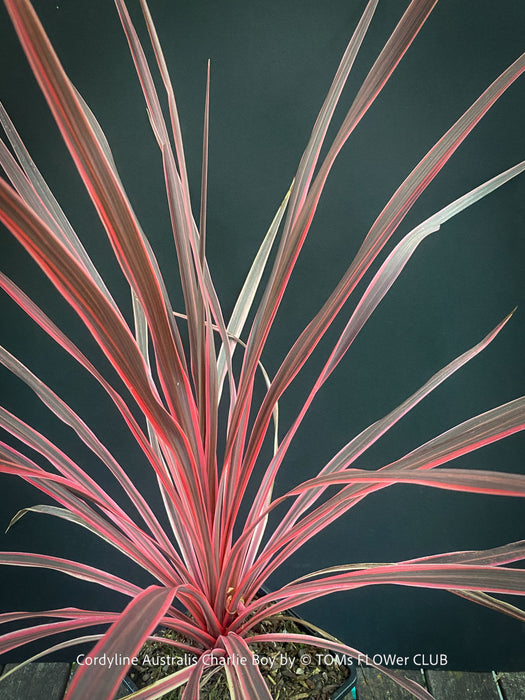 Cordyline Australis Charlie Boy, club lily, magenta leaves, organically grown tropical plants for sale at TOMs FLOWer CLUB.