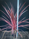 Cordyline Australis Charlie Boy, club lily, magenta leaves, organically grown tropical plants for sale at TOMs FLOWer CLUB.