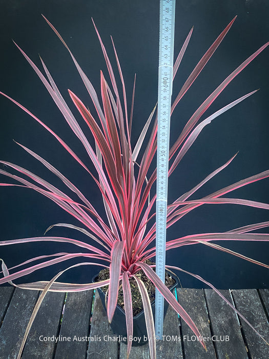 Cordyline Australis Charlie Boy, club lily, magenta leaves, organically grown tropical plants for sale at TOMs FLOWer CLUB.