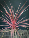 Cordyline Australis Charlie Boy, club lily, magenta leaves, organically grown tropical plants for sale at TOMs FLOWer CLUB.