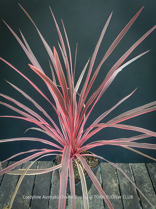Cordyline Australis Charlie Boy, club lily, magenta leaves, organically grown tropical plants for sale at TOMs FLOWer CLUB.