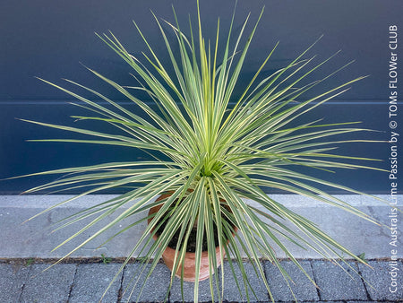 Cordyline Australis Lime Passion, organically grown tropical plants for sale at TOMs FLOWer CLUB.Cordyline Australis Red Star, organically grown tropical plants for sale at TOMs FLOWer CLUB.