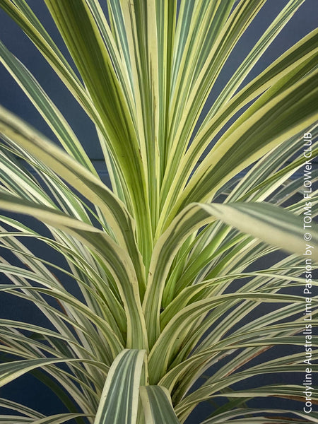 Cordyline Australis Lime Passion, organically grown tropical plants for sale at TOMs FLOWer CLUB.Cordyline Australis Red Star, organically grown tropical plants for sale at TOMs FLOWer CLUB.