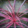 Cordyline Australis Red Star, club lily, magenta leaves, organically grown tropical plants for sale at TOMs FLOWer CLUB.