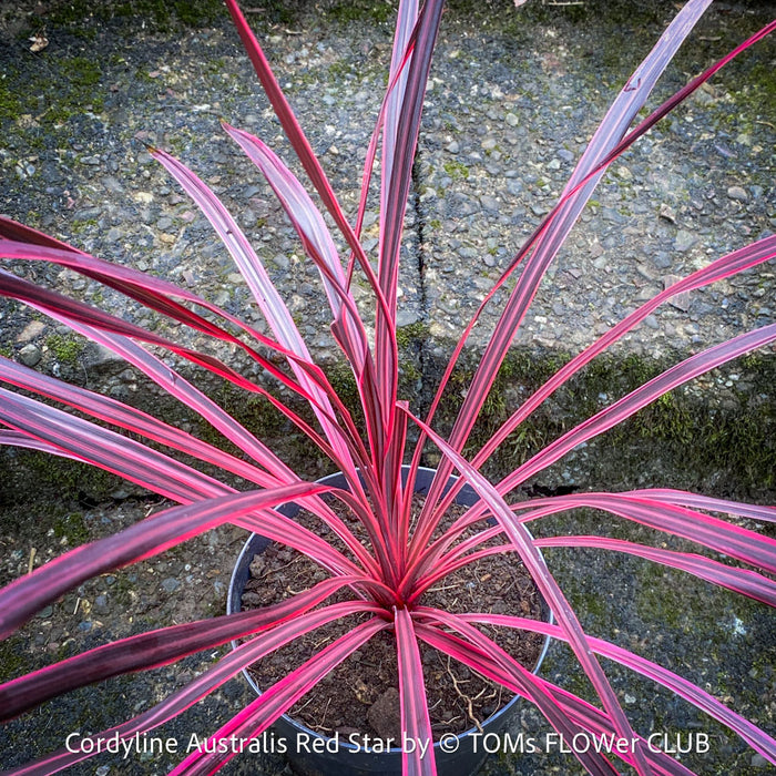Cordyline Australis Red Star, club lily, magenta leaves, organically grown tropical plants for sale at TOMs FLOWer CLUB.