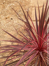 Cordyline Australis Red Star, club lily, magenta leaves, organically grown tropical plants for sale at TOMs FLOWer CLUB.