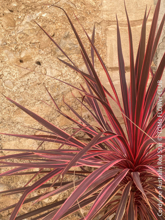 Cordyline Australis Red Star, club lily, magenta leaves, organically grown tropical plants for sale at TOMs FLOWer CLUB.