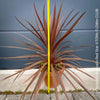 Cordyline Australis Red Star, organically grown tropical plants for sale at TOMs FLOWer CLUB.