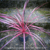 Cordyline Australis Red Star, club lily, magenta leaves, organically grown tropical plants for sale at TOMs FLOWer CLUB.