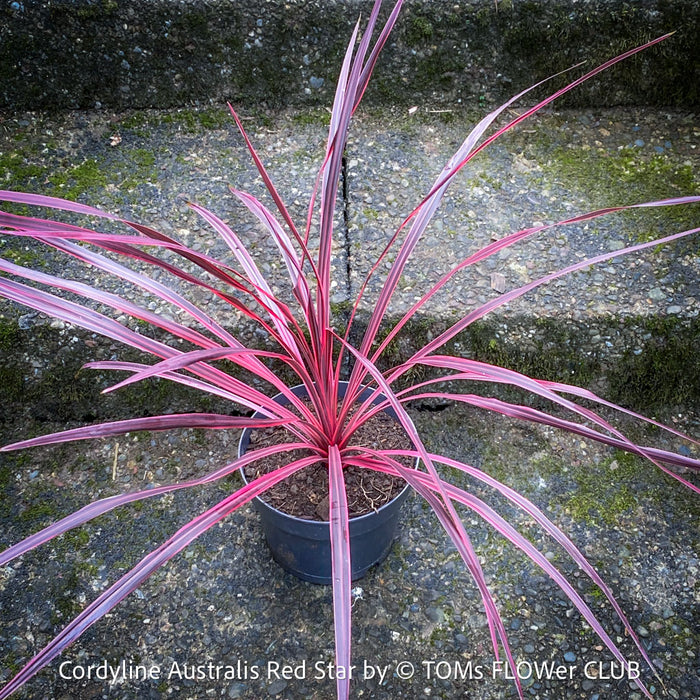 Cordyline Australis Red Star, club lily, magenta leaves, organically grown tropical plants for sale at TOMs FLOWer CLUB.