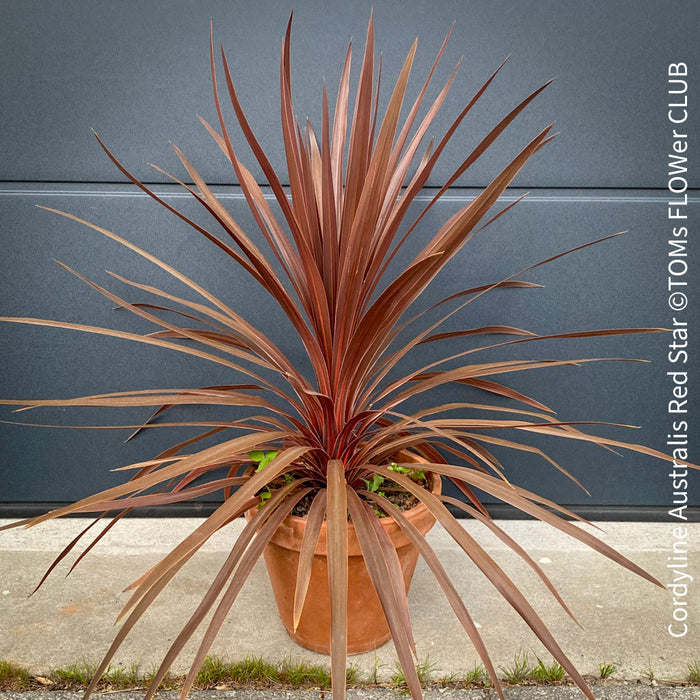 Cordyline Australis Red Star, organically grown tropical plants for sale at TOMs FLOWer CLUB.