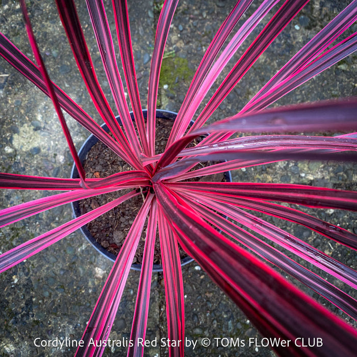 Cordyline Australis Red Star, club lily, magenta leaves, organically grown tropical plants for sale at TOMs FLOWer CLUB.