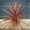 Cordyline Australis Red Star, organically grown tropical plants for sale at TOMs FLOWer CLUB.