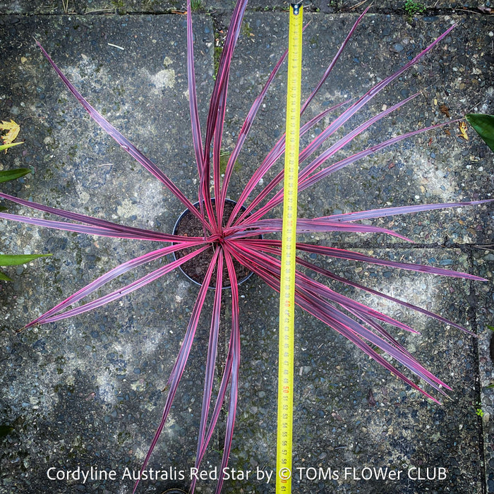 Cordyline Australis Red Star, club lily, magenta leaves, organically grown tropical plants for sale at TOMs FLOWer CLUB.