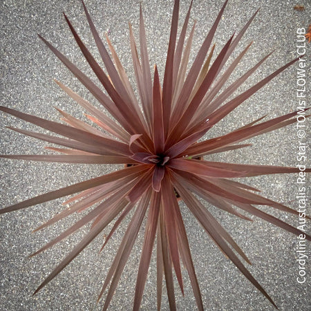 Cordyline Australis Red Star, organically grown tropical plants for sale at TOMs FLOWer CLUB.