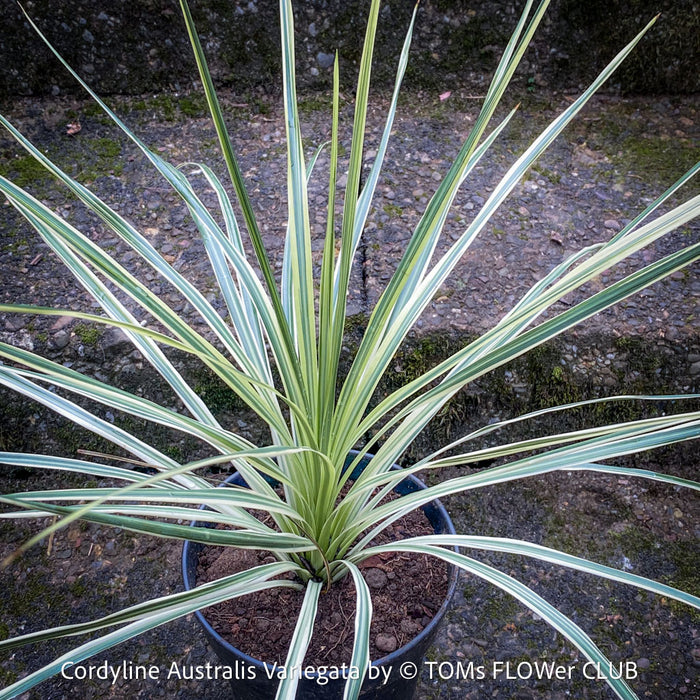 Cordyline Australis Variegata, with green-yellow whit variegata leaves, organically grown tropical plants for sale at TOMs FLOWer CLUB.