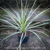Cordyline Australis Variegata, with green-yellow whit variegata leaves, organically grown tropical plants for sale at TOMs FLOWer CLUB.